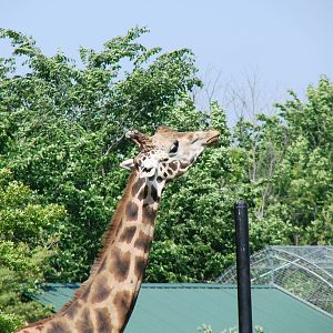 Safari Niagara - June 9th