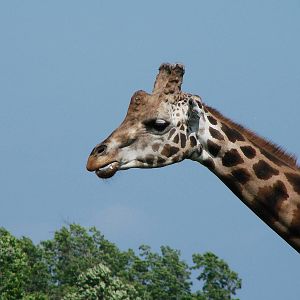 Safari Niagara - June 9th