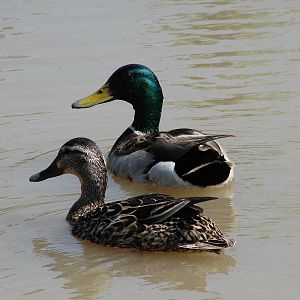 Safari Niagara - June 9th