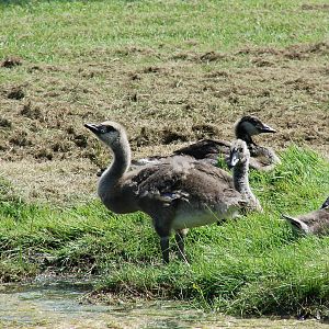 Safari Niagara - June 9th