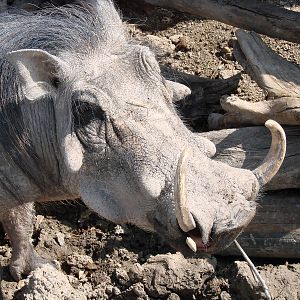 Safari Niagara - June 9th