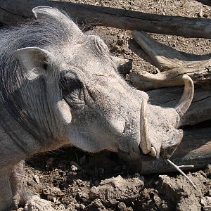 Safari Niagara - June 9th