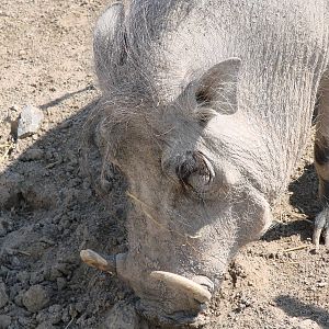 Safari Niagara - June 9th