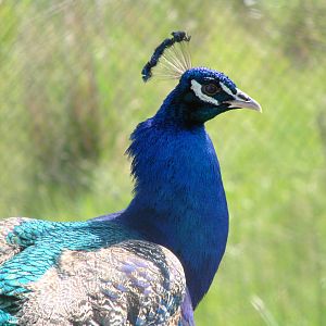 Safari Niagara - June 9th