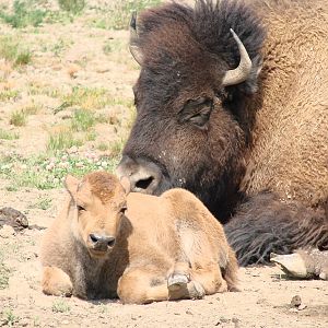 Safari Niagara - June 9th