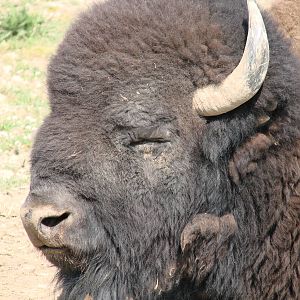 Safari Niagara - June 9th