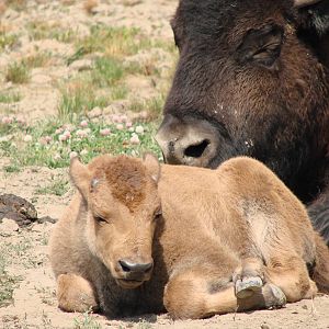 Safari Niagara - June 9th