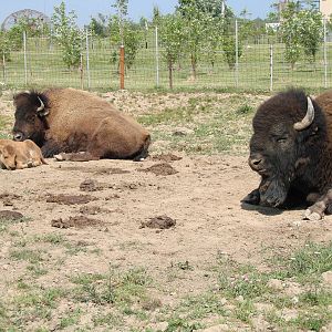 Safari Niagara - June 9th