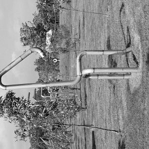 Safari Niagara - June 9th