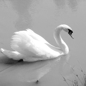 Safari Niagara - June 9th