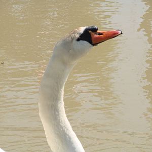 Safari Niagara - June 9th