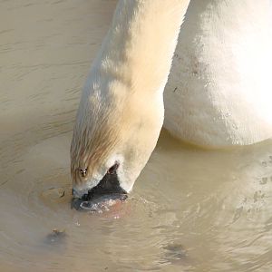 Safari Niagara - June 9th
