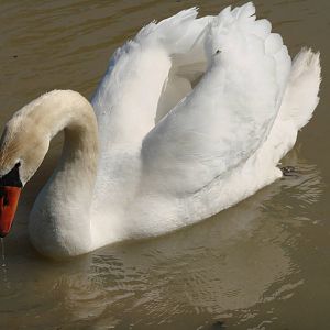 Safari Niagara - June 9th