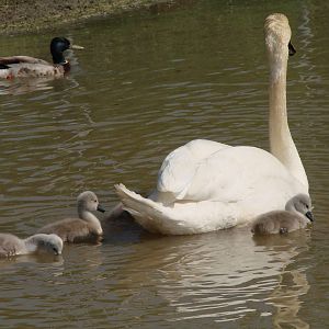 Safari Niagara - June 9th