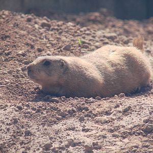 Safari Niagara - June 9th