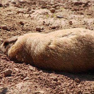Safari Niagara - June 9th