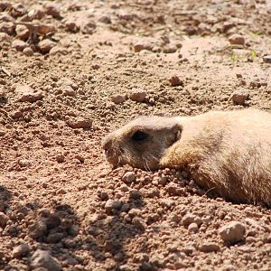 Safari Niagara - June 9th