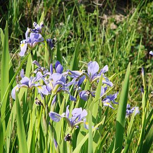 Safari Niagara - June 9th