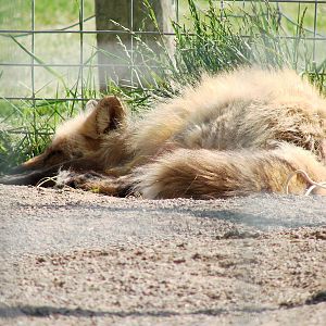 Safari Niagara - June 9th