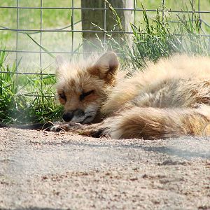 Safari Niagara - June 9th