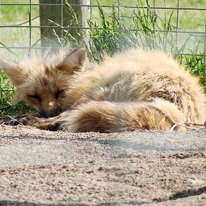 Safari Niagara - June 9th