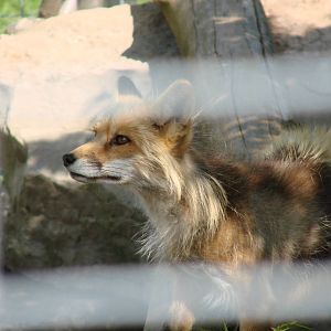 Safari Niagara - June 9th