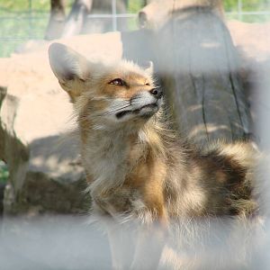 Safari Niagara - June 9th