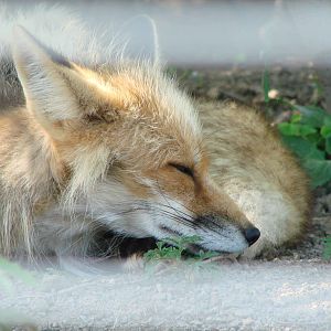 Safari Niagara - June 9th