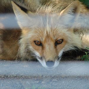 Safari Niagara - June 9th