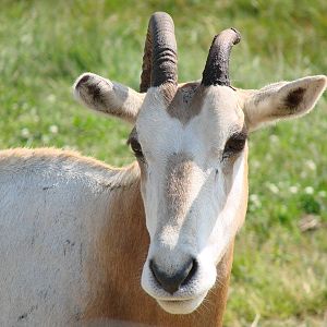 Safari Niagara - June 9th