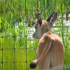 Safari Niagara - June 9th