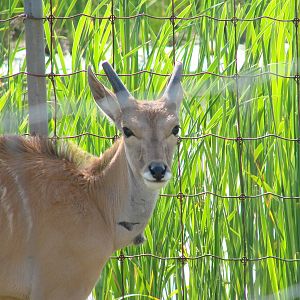 Safari Niagara - June 9th