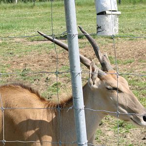 Safari Niagara - June 9th