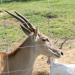 Safari Niagara - June 9th