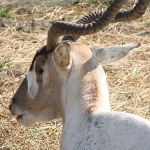 Safari Niagara - June 9th