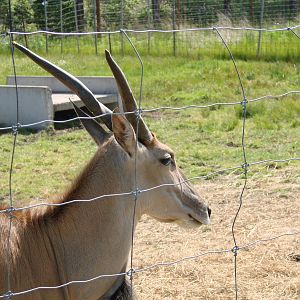 Safari Niagara - June 9th