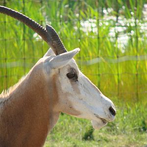 Safari Niagara - June 9th