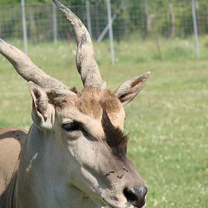 Safari Niagara - June 9th