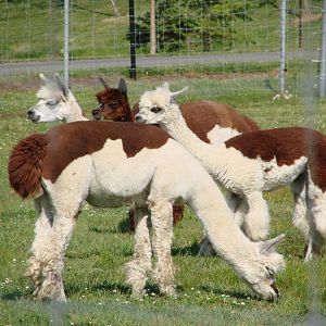 Safari Niagara - June 9th