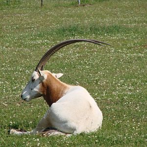 Safari Niagara - June 9th