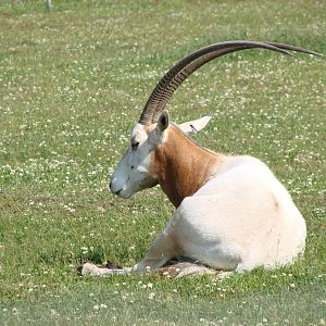 Safari Niagara - June 9th