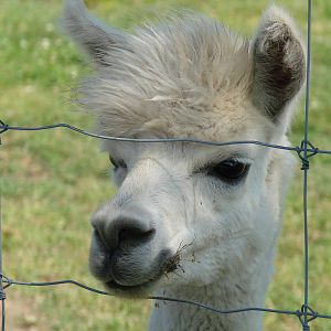 Safari Niagara - June 9th