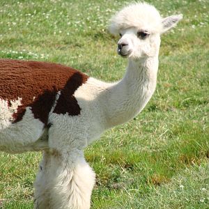 Safari Niagara - June 9th