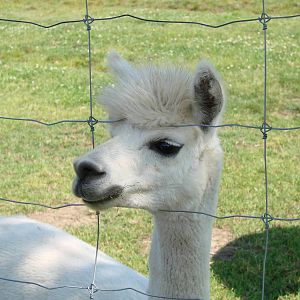 Safari Niagara - June 9th