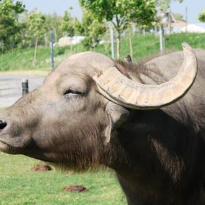 Safari Niagara - June 9th