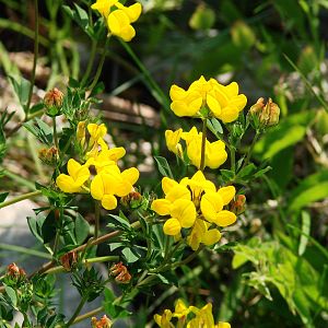 Safari Niagara - June 9th