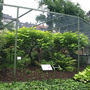 Cologne Zoo - African rainforest aviary