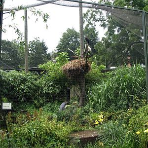 Cologne Zoo - African wetlands aviary