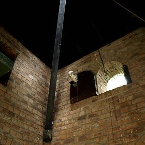 Cologne Zoo - Owl Monastery