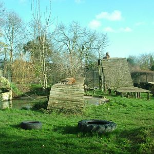 Amur Tiger enclosure at Howletts 26/11/09